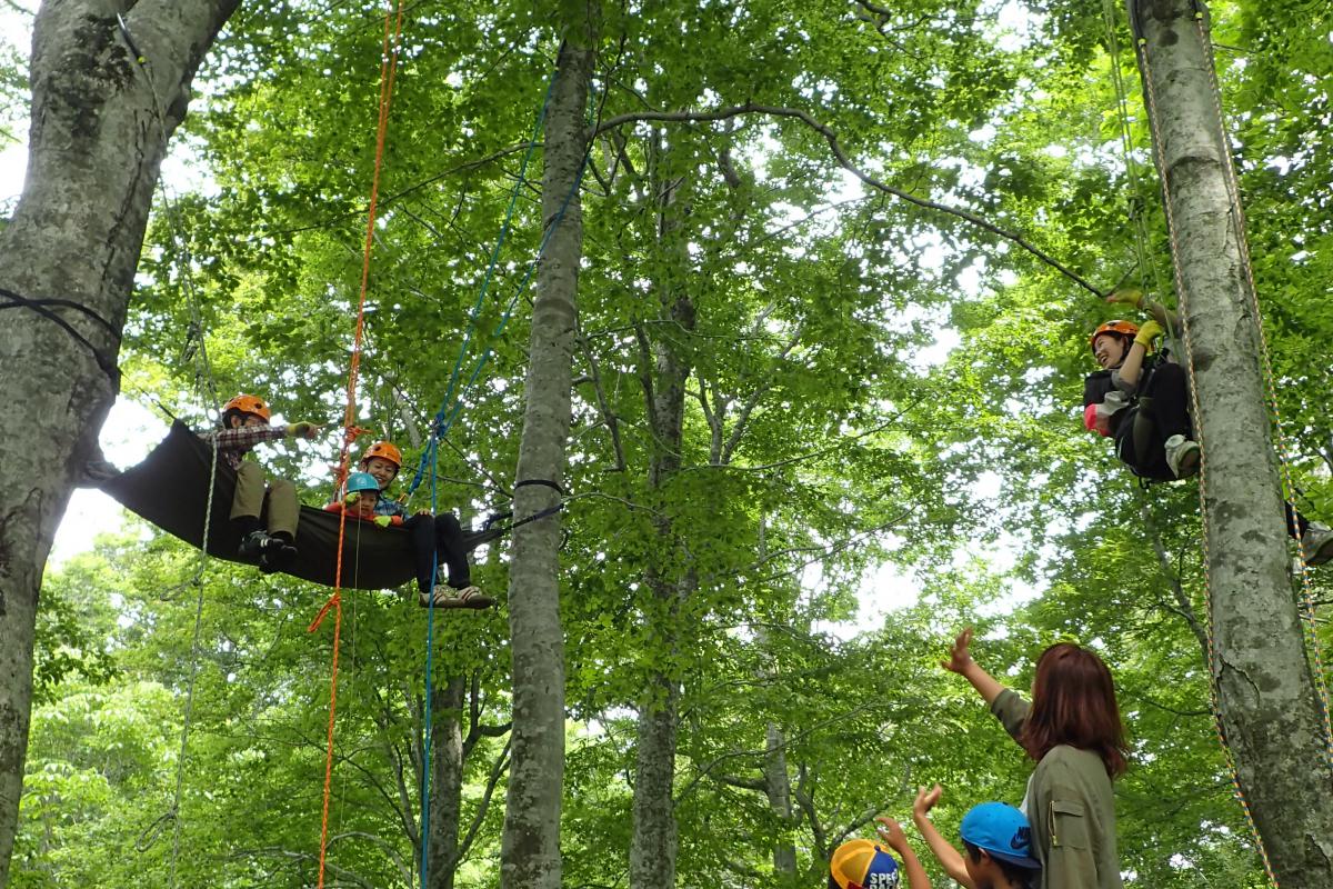 Tree Climbing in the Beech Forest Tree Climbing in the Beech Forest