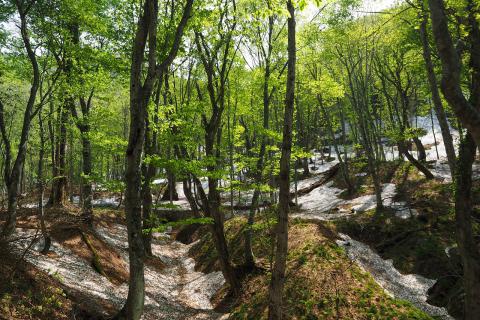 漫步“世界遗产的山间小径  山毛榉林散步道”（春季~秋季的旅游项目）