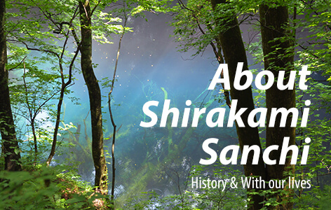 History and lives of Shirakami Sanchi