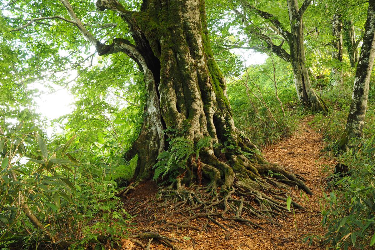 Hiking the Takakura Woods