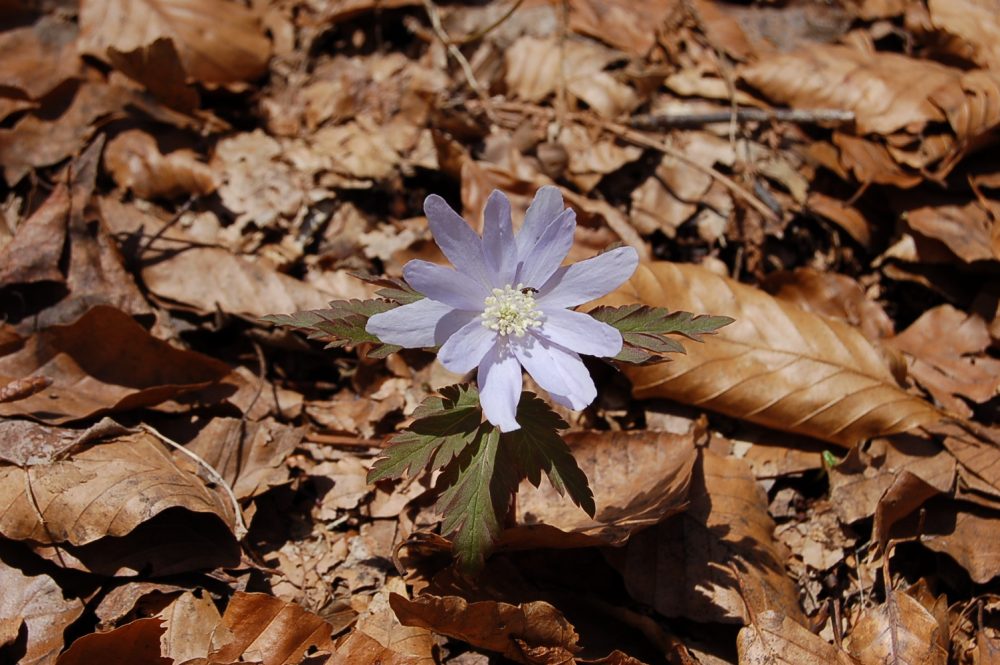 Aster flower anemone